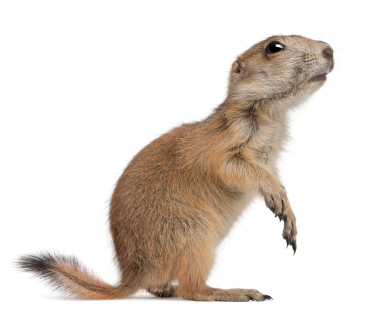 Top 197 + Animals that look like prairie dogs - Lestwinsonline.com